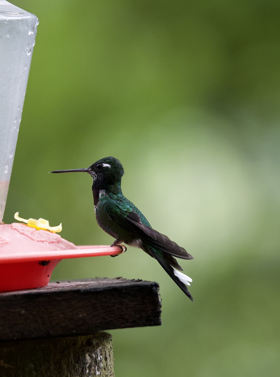 Purple-bibbed Whitetip - ML643689602