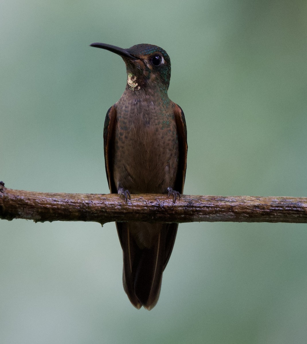 Fawn-breasted Brilliant - ML643689605