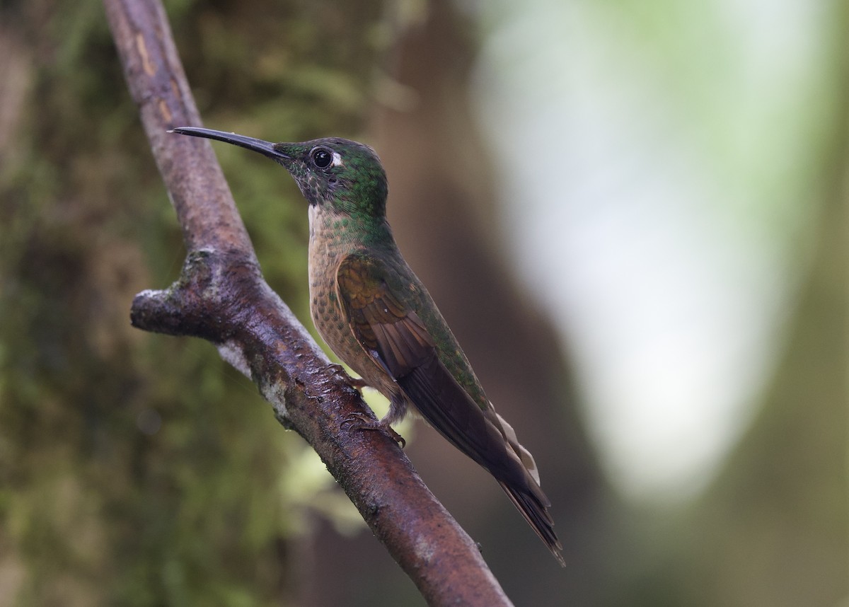 Fawn-breasted Brilliant - ML643689606