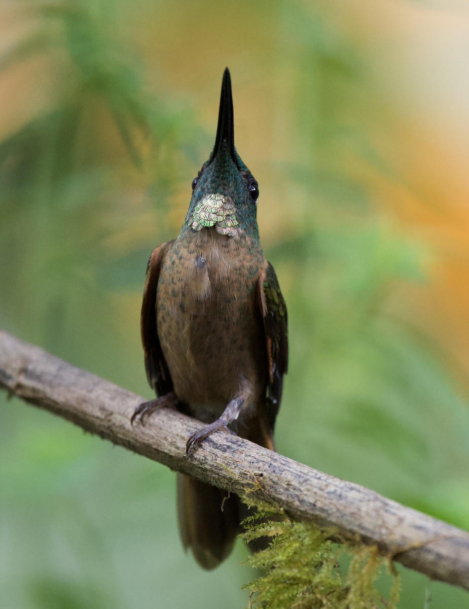 Fawn-breasted Brilliant - ML643689607