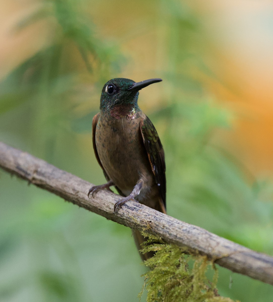 Fawn-breasted Brilliant - ML643689608