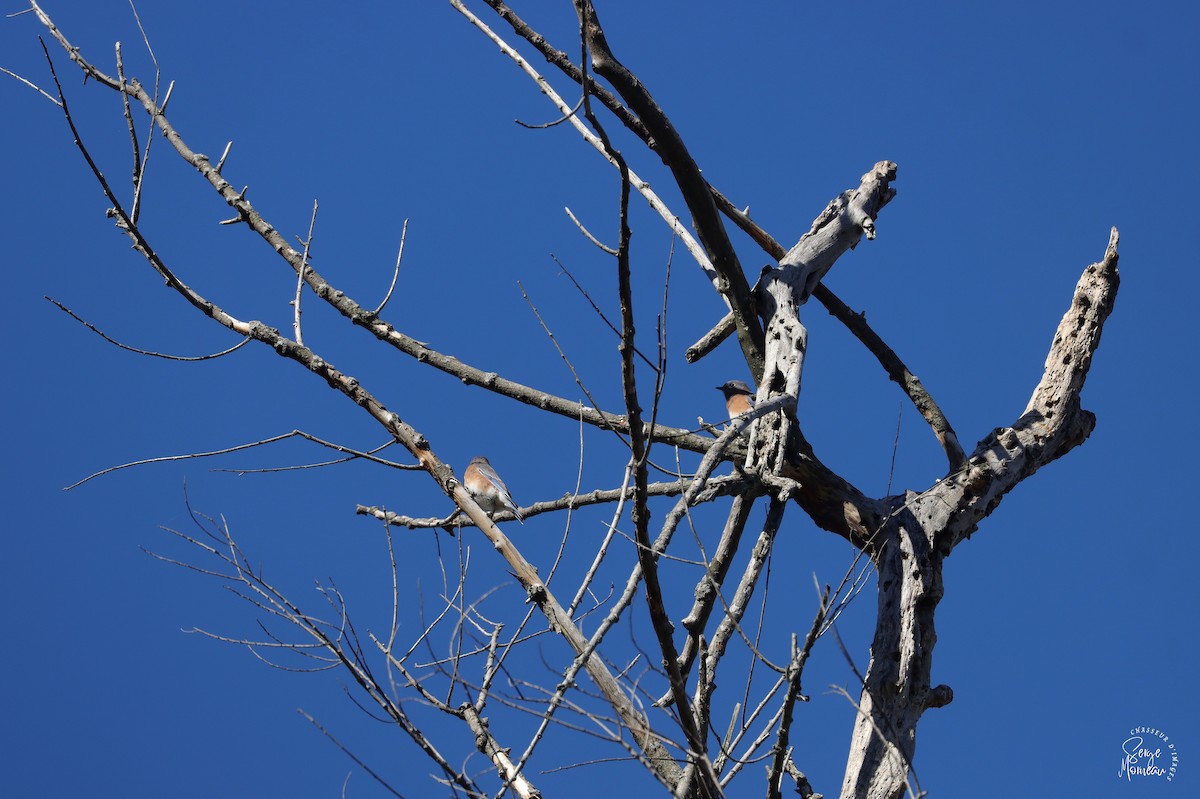 Eastern Bluebird - ML643689628