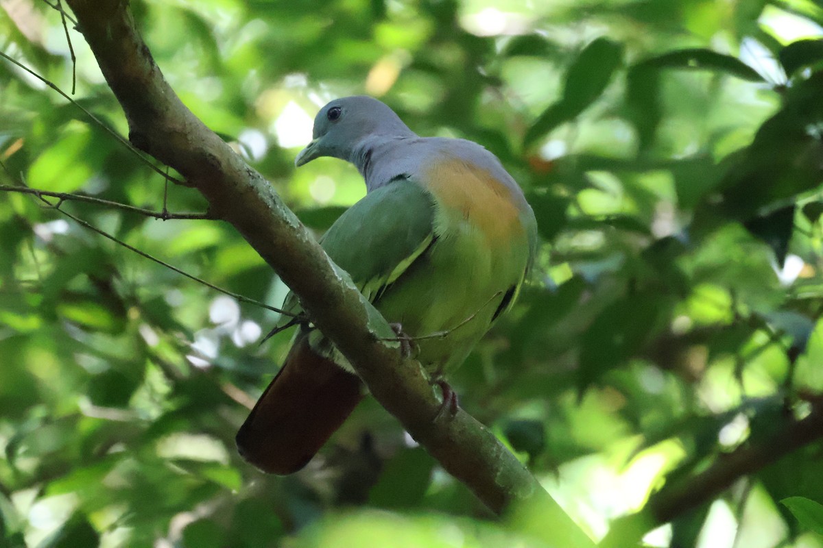 Pink-necked Green-Pigeon - ML643689637