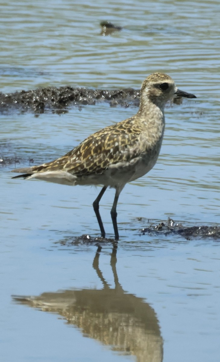 Urre-txirri siberiarra - ML643689640