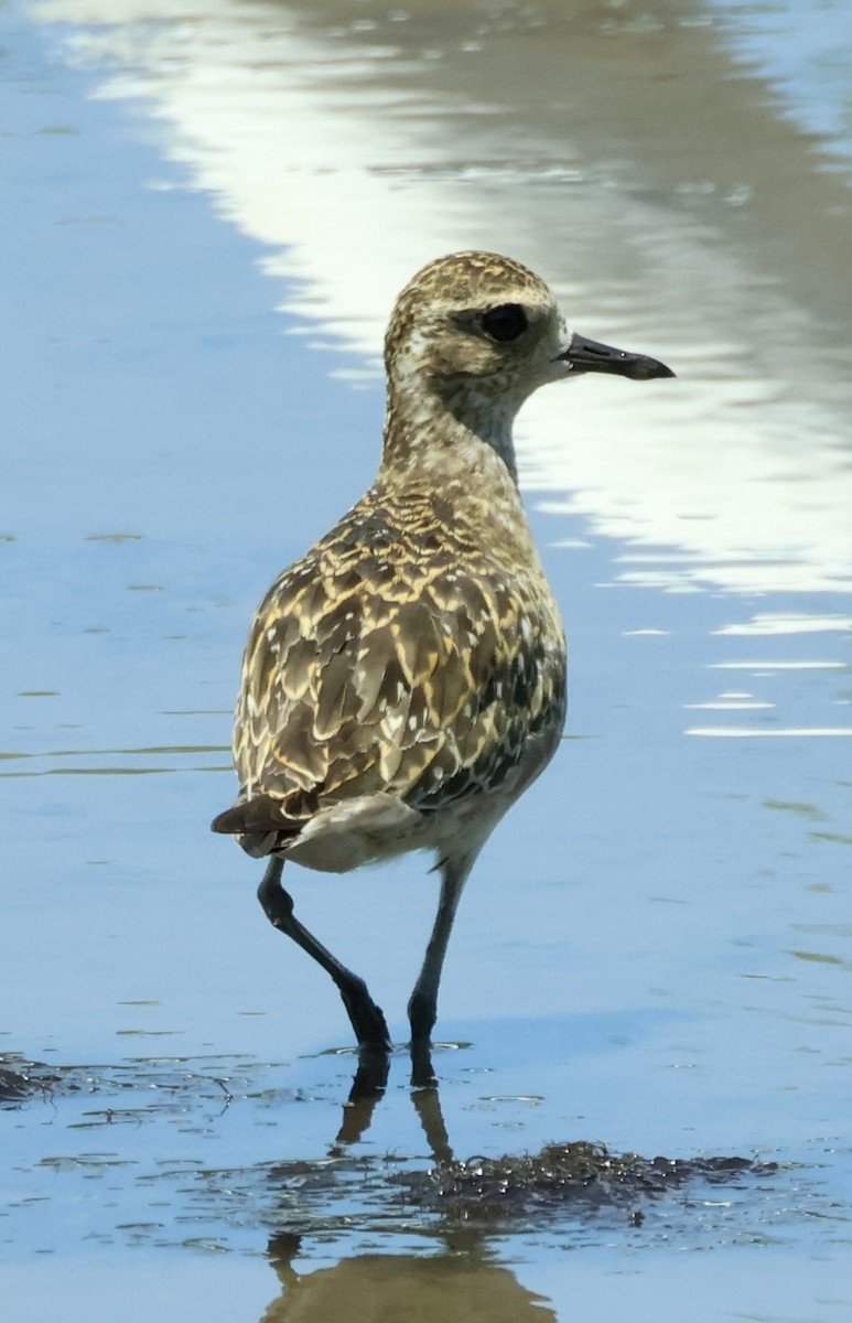 Urre-txirri siberiarra - ML643689641