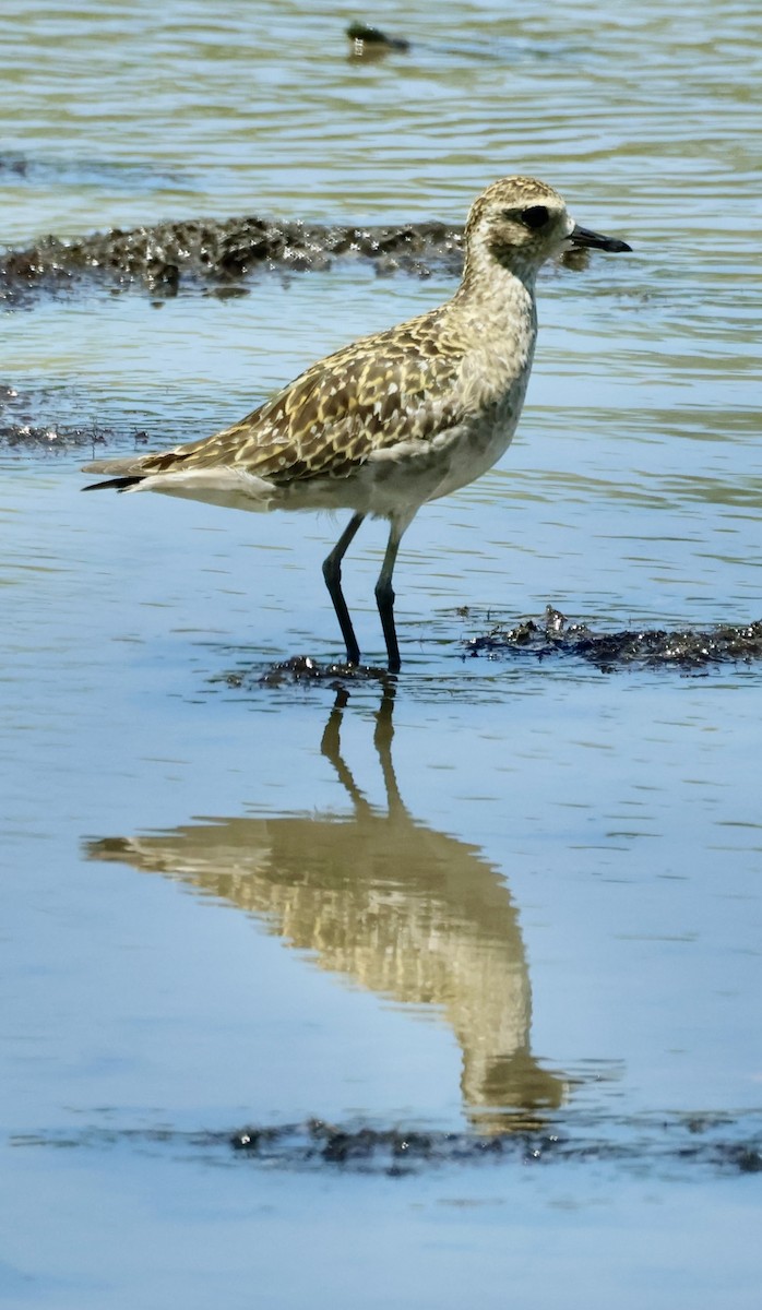 Urre-txirri siberiarra - ML643689642