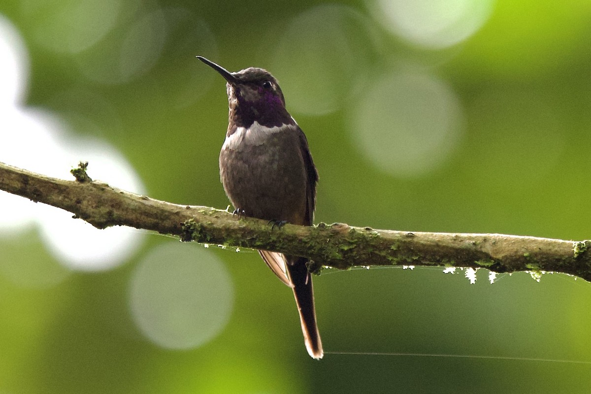 Purple-throated Woodstar - ML643689644