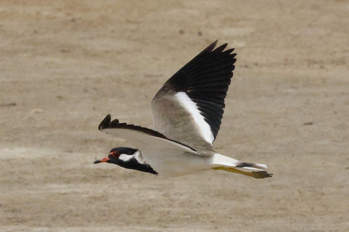 Red-wattled Lapwing - ML643689645