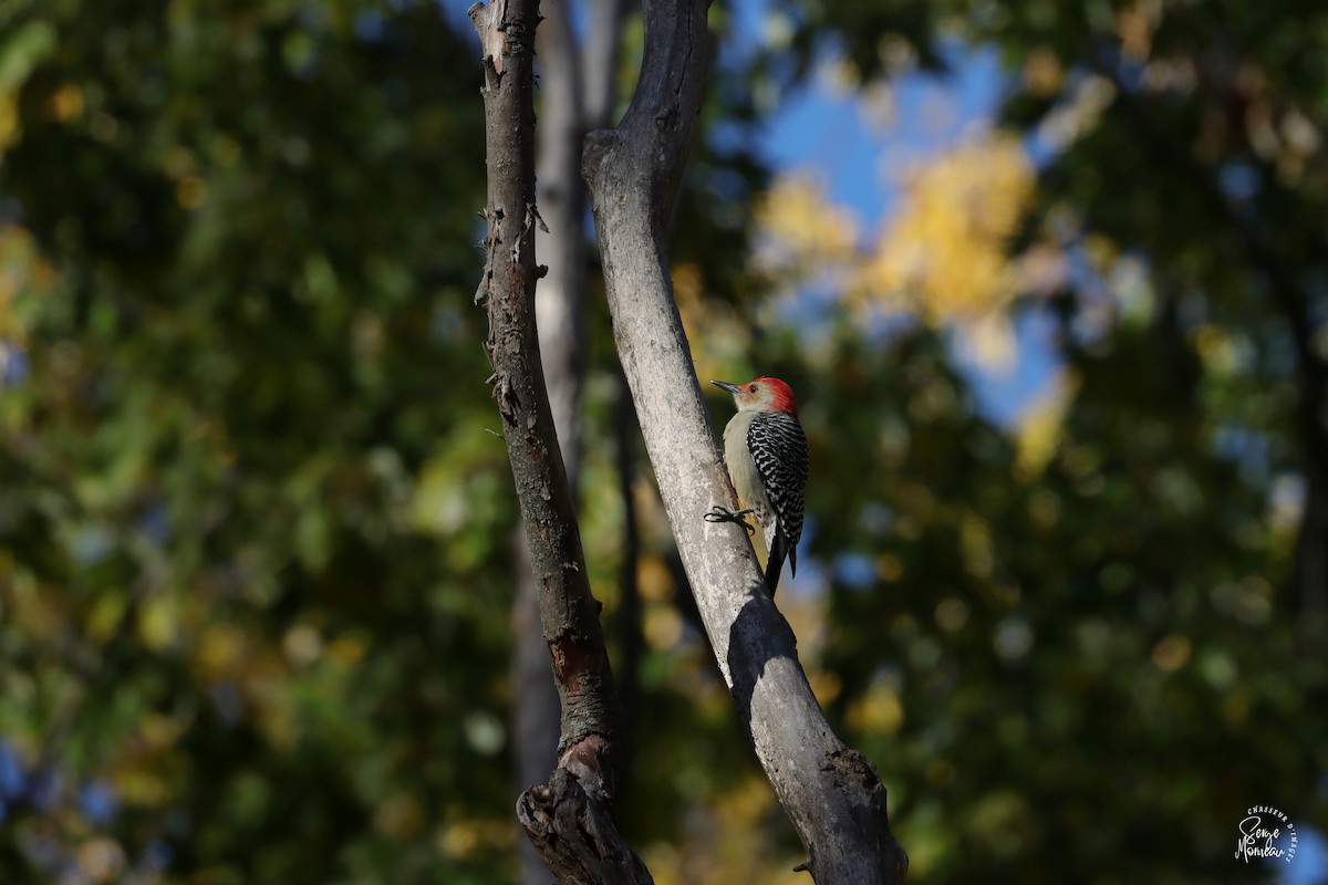 Red-bellied Woodpecker - ML643689647
