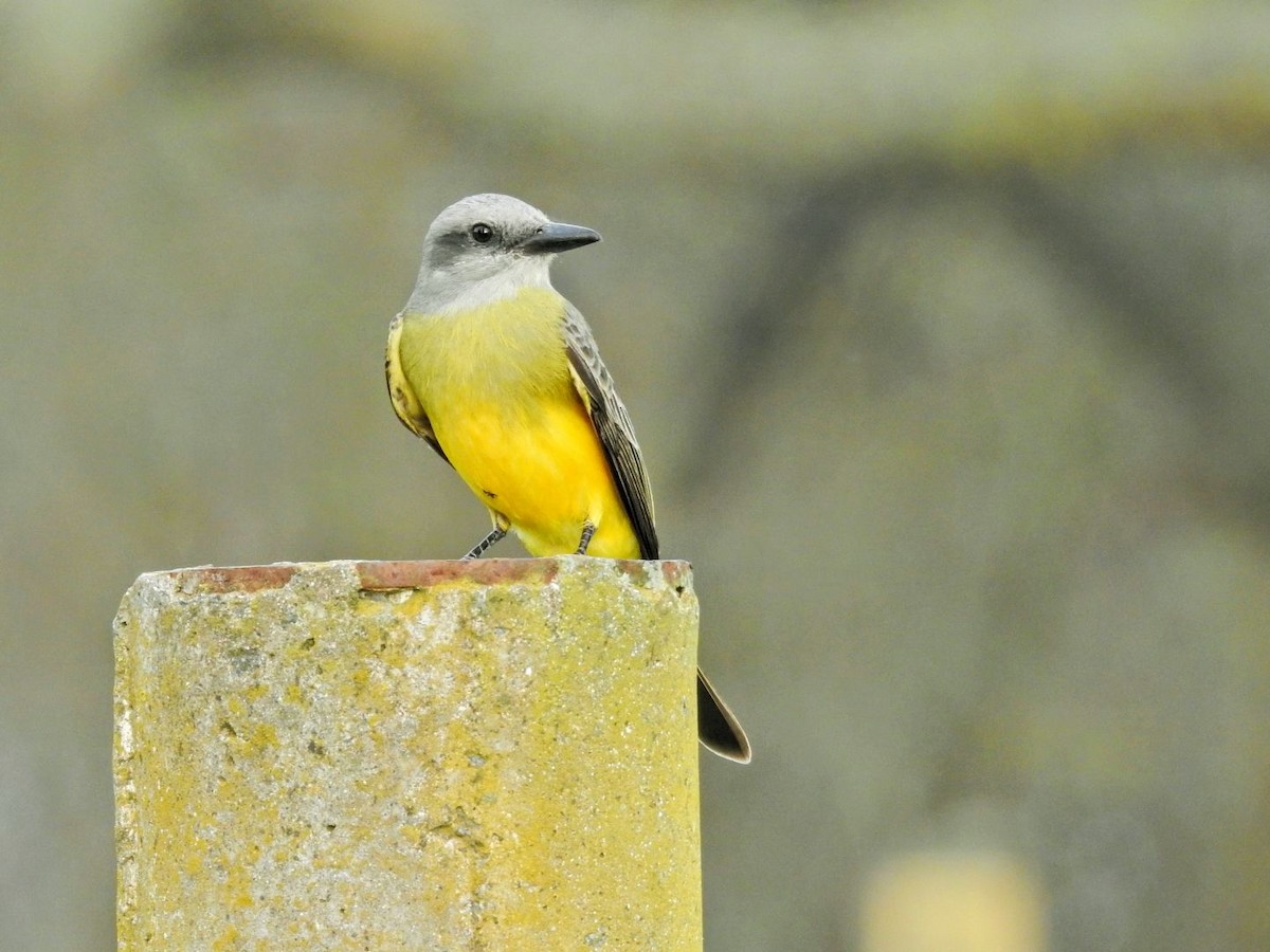Tropical Kingbird - ML643689649