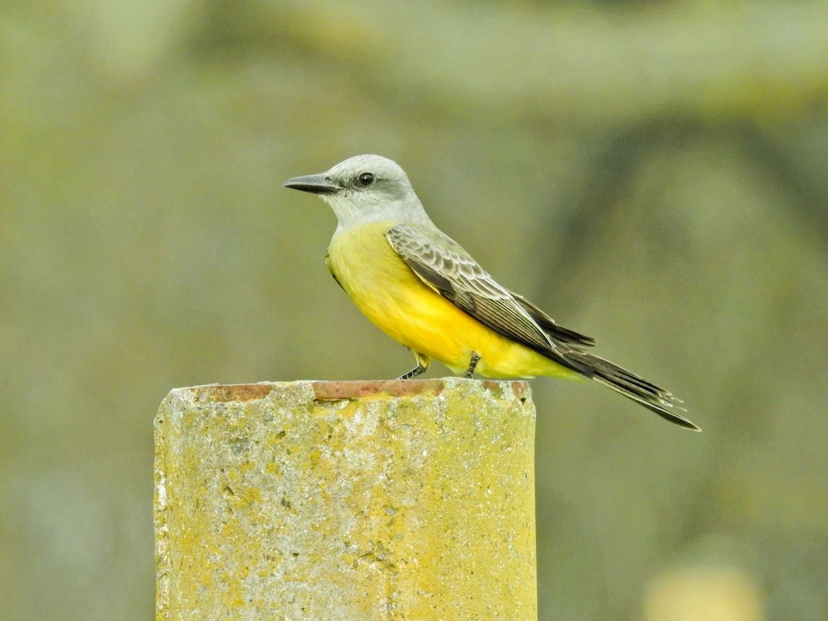 Tropical Kingbird - ML643689650
