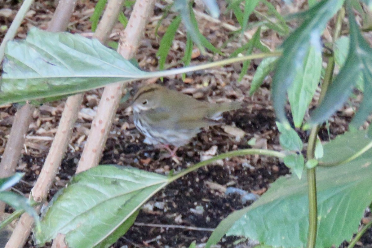Ovenbird - ML643689651