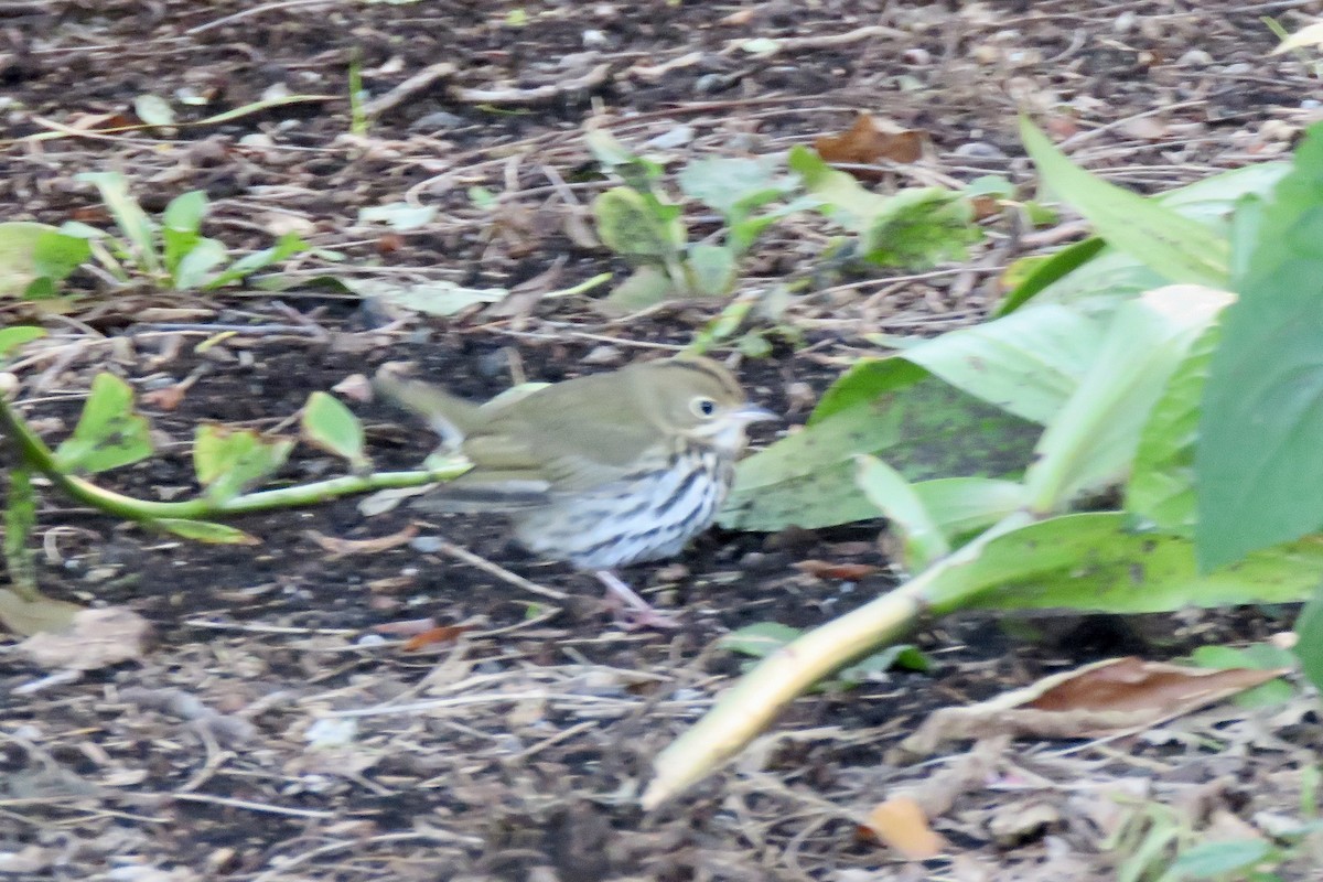 Ovenbird - ML643689652
