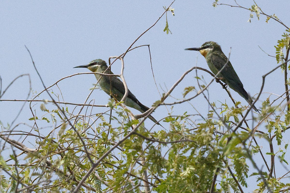 Erle-txori papargorria - ML643689657