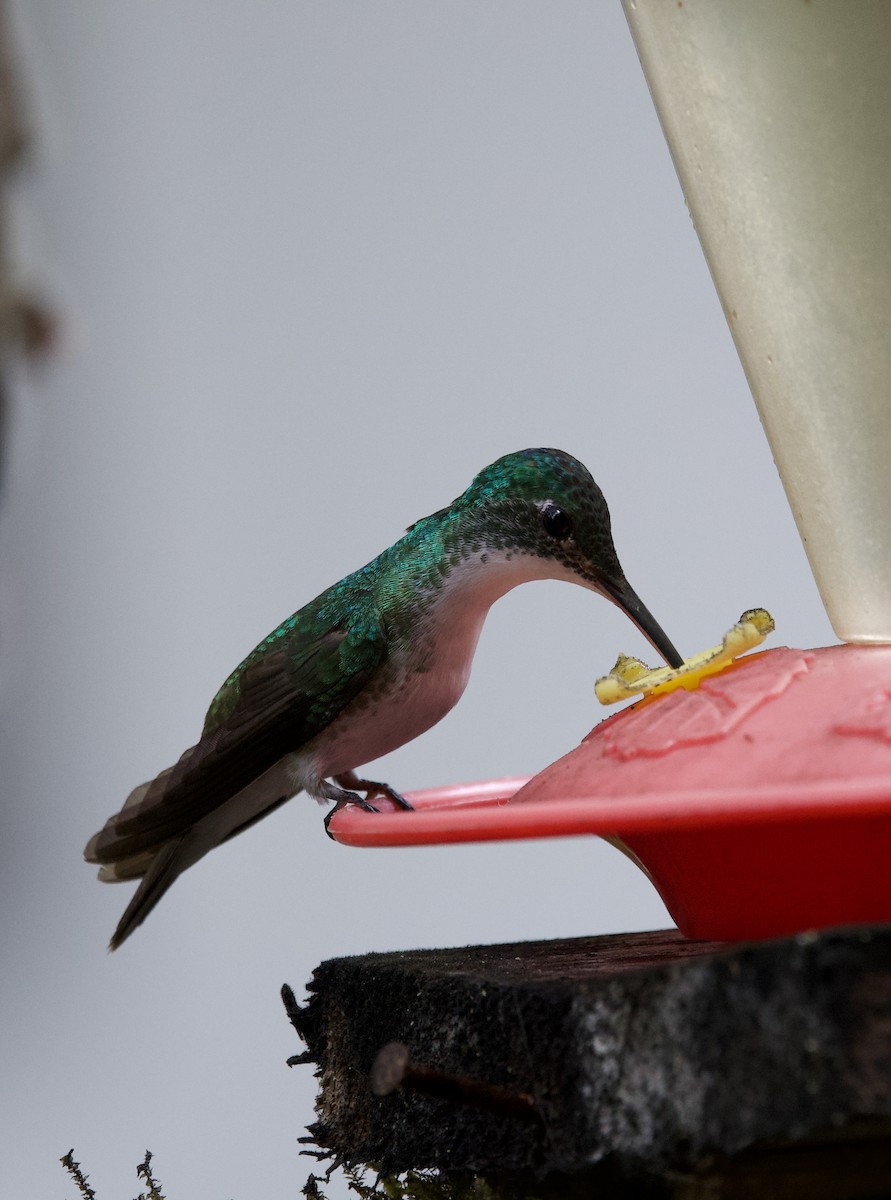 Andean Emerald - ML643689658