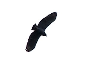 Barred Hawk - ML643689659