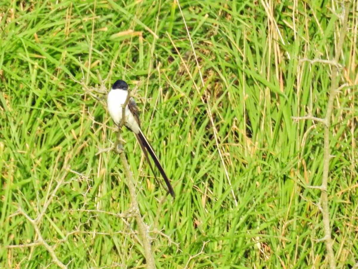 Fork-tailed Flycatcher - ML643689660