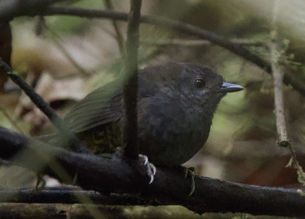 Наріно - ML643689675