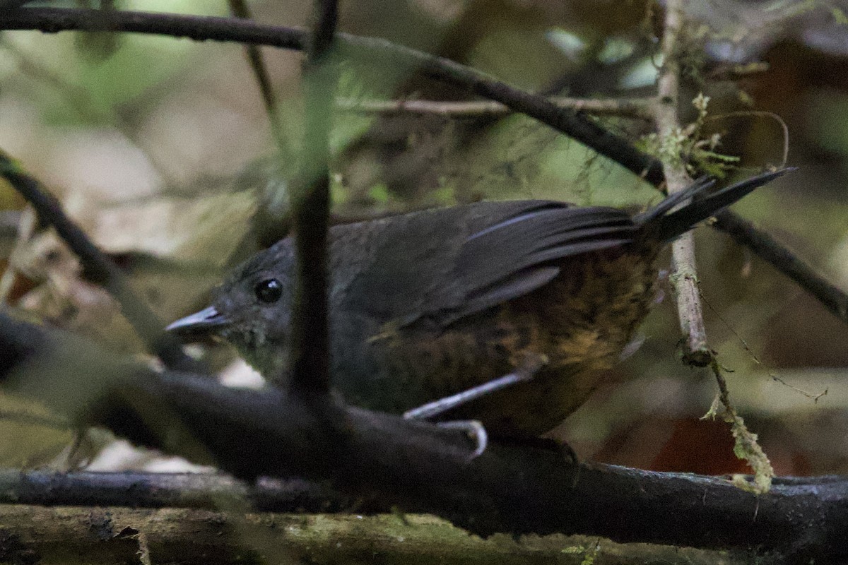 Наріно - ML643689676