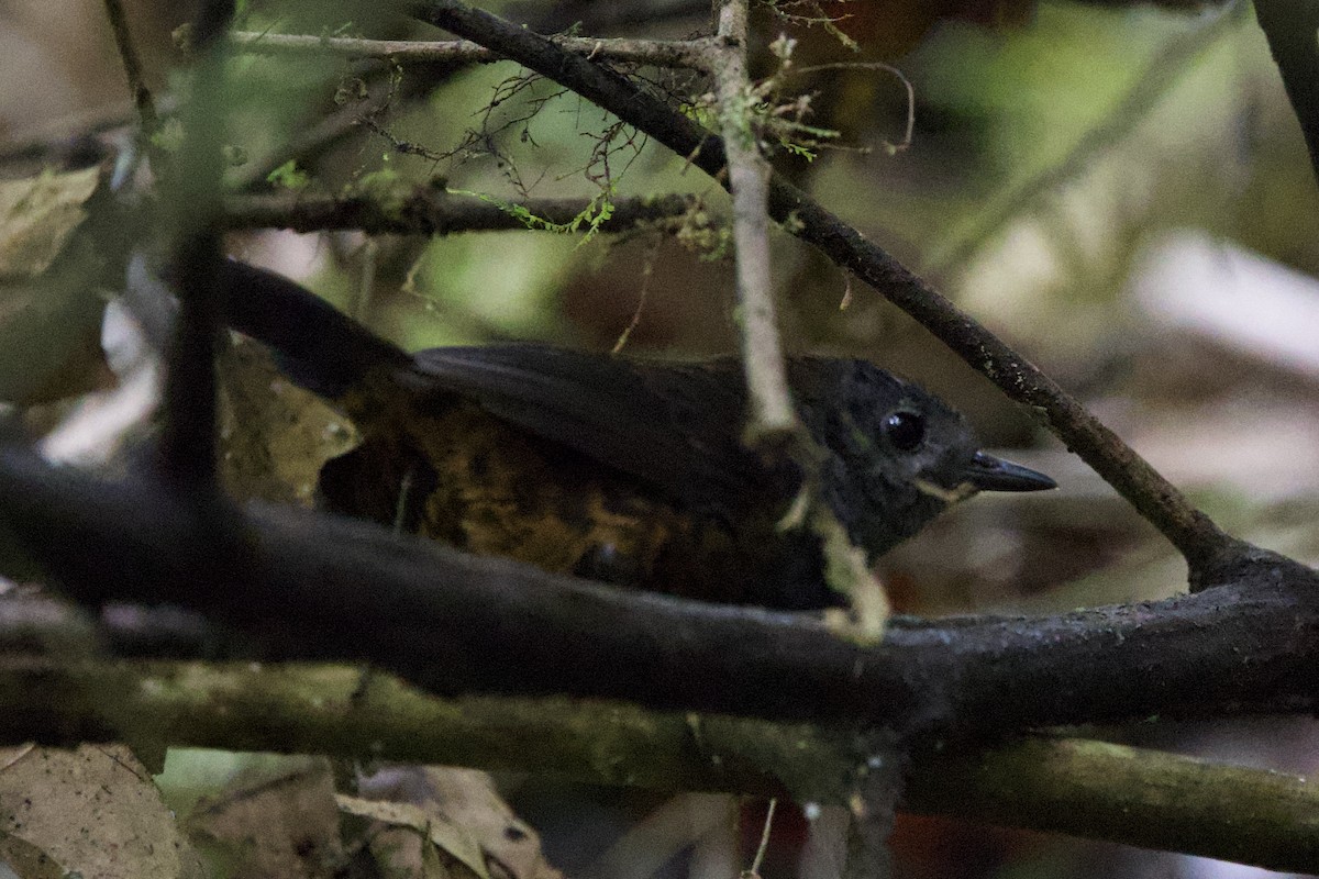 Наріно - ML643689678