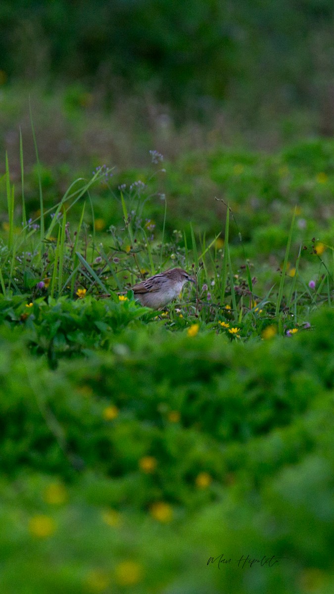 Striated Grassbird - ML643689683