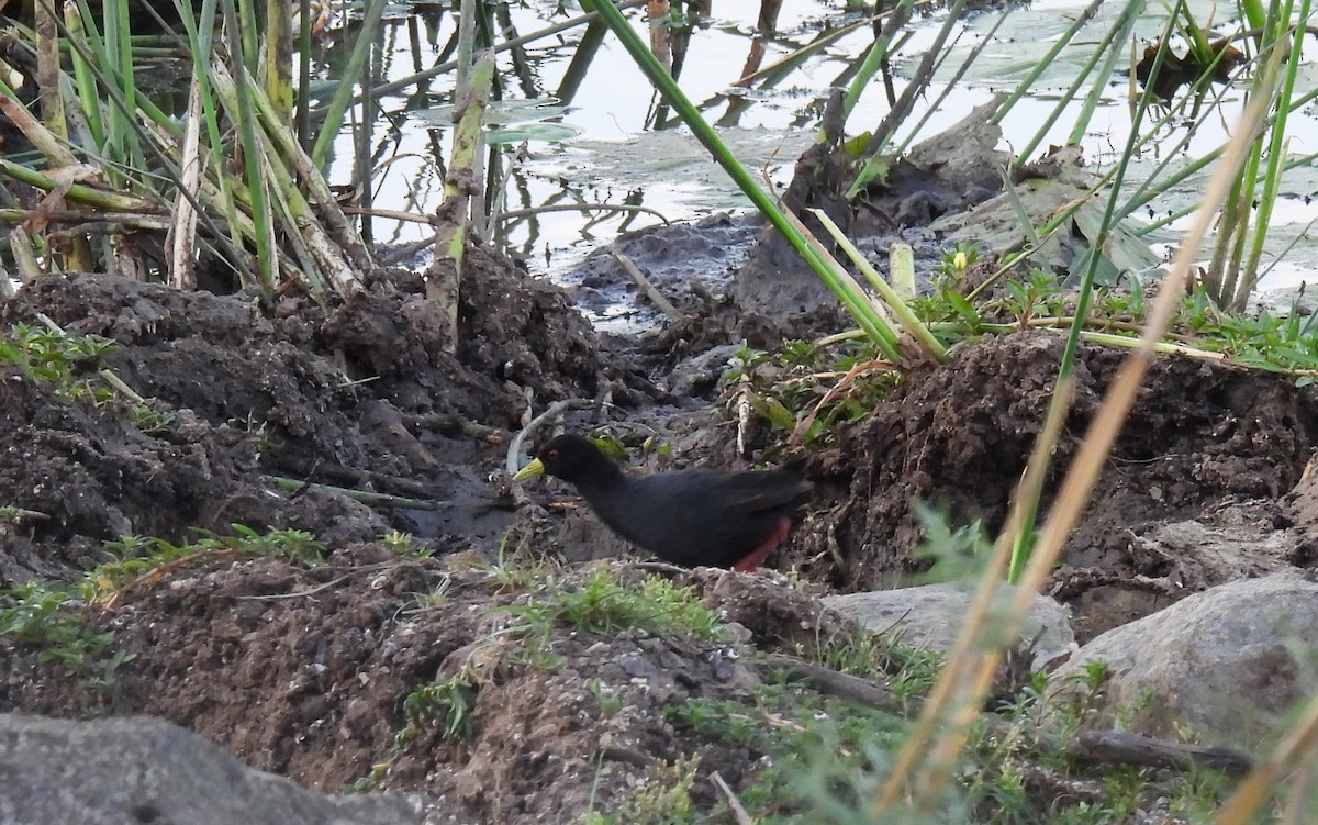Black Crake - ML643689736