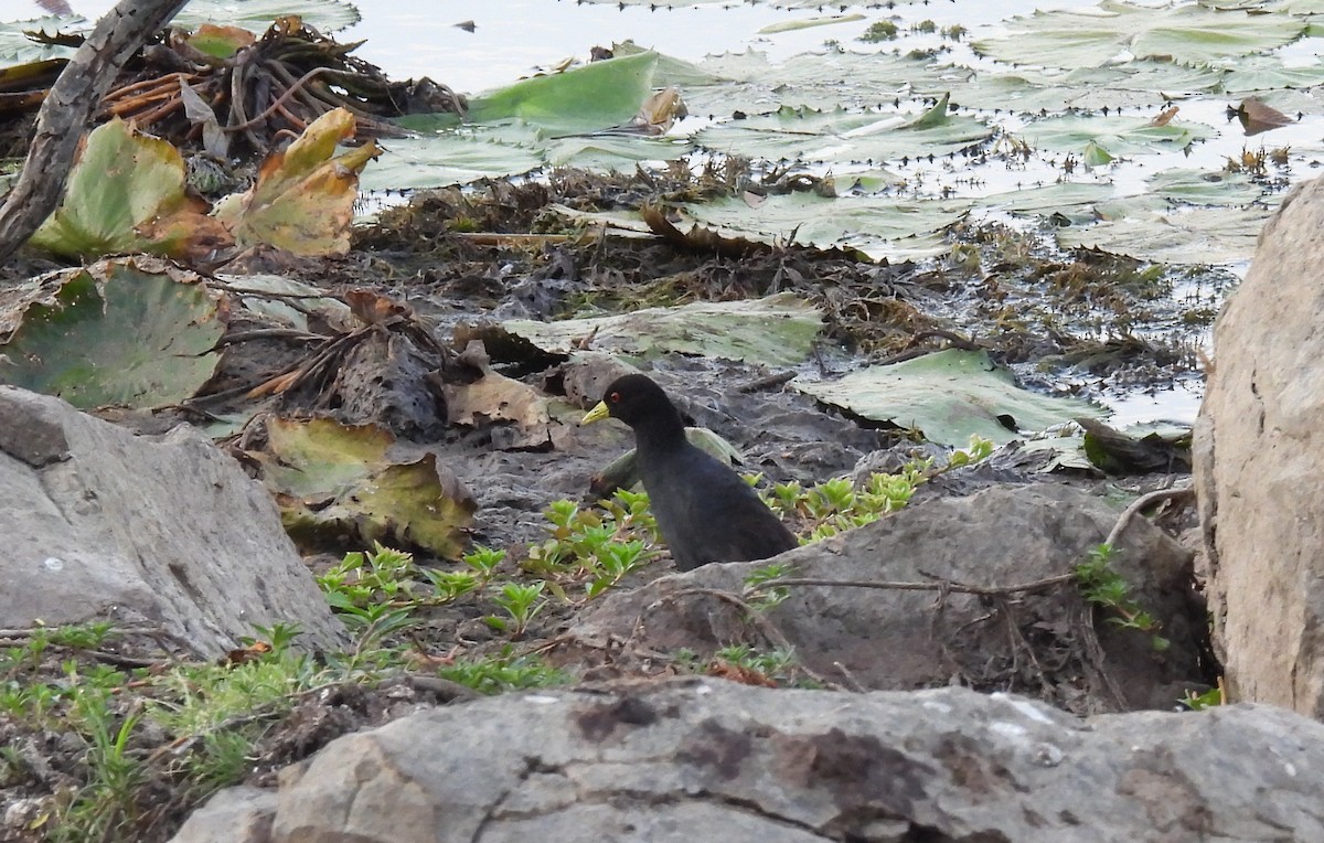 Black Crake - ML643689737