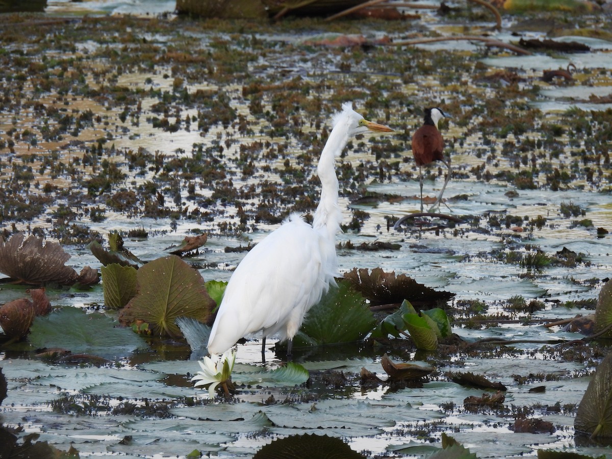 Great Egret - ML643689744