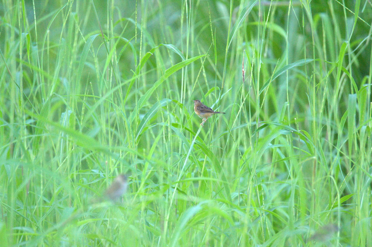 Golden-headed Cisticola - ML643689758