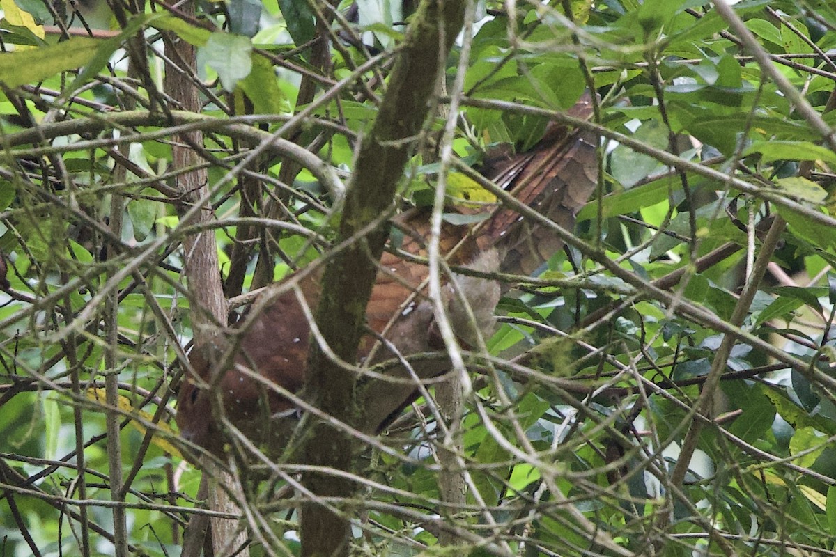 Oilbird - ML643689769