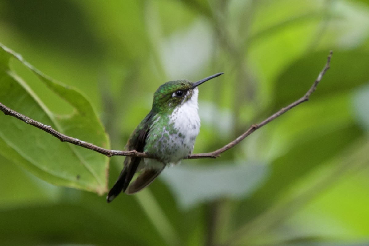 White-booted Racket-tail - ML643689775