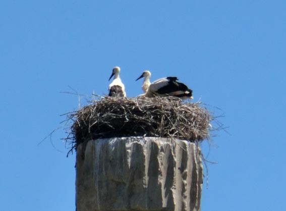 White Stork - ML643689783