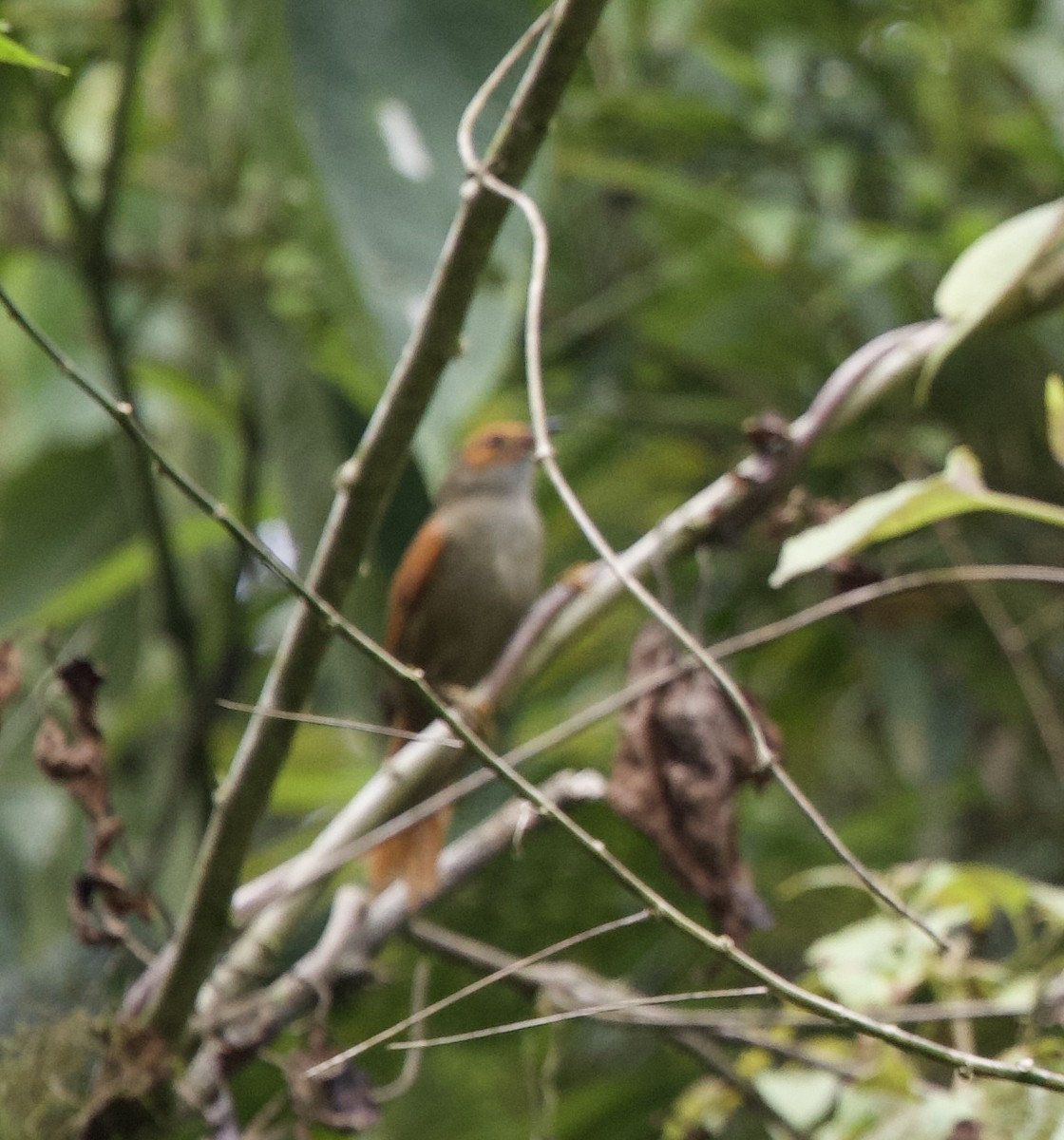 Red-faced Spinetail - ML643689785
