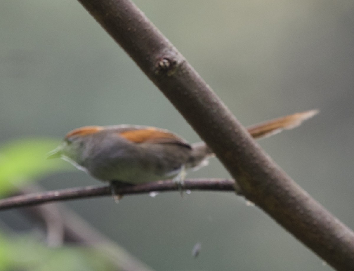 Azara's Spinetail - ML643689789