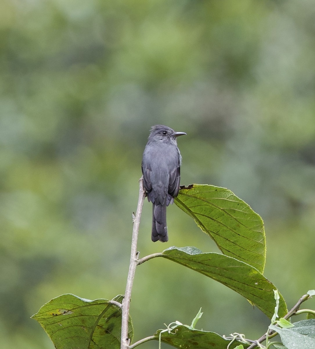Smoke-colored Pewee - ML643689792