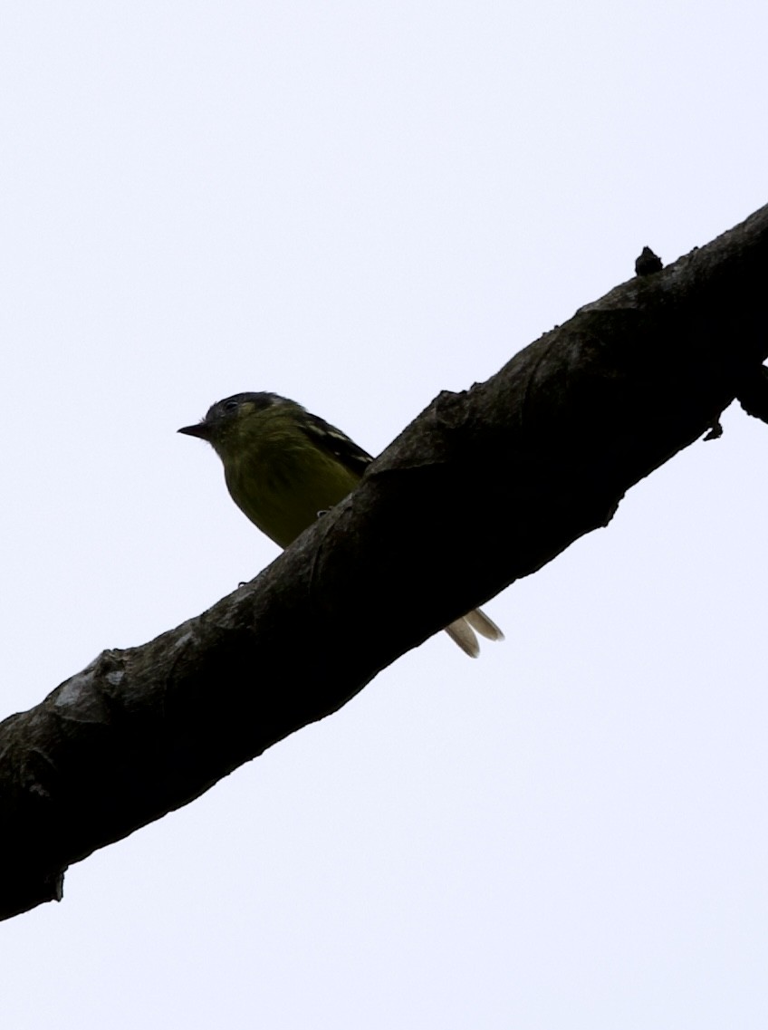 Ashy-headed Tyrannulet - ML643689795