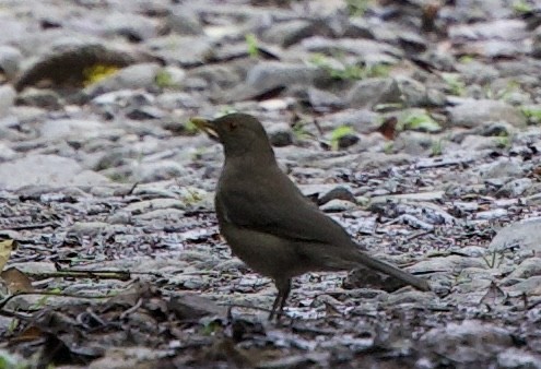 Ecuadorian Thrush - ML643689798