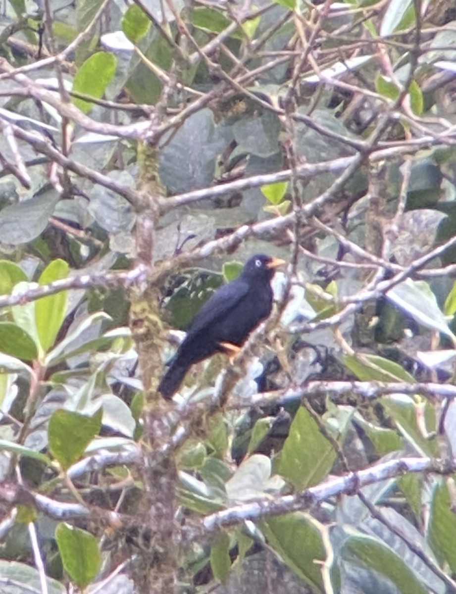 Pale-eyed Thrush - ML643689800