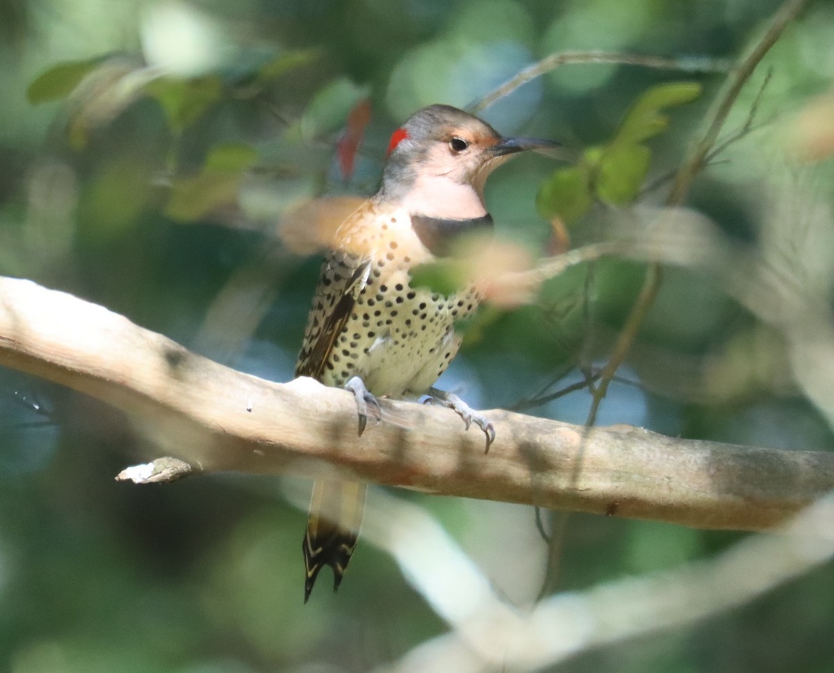 Northern Flicker - ML643689802