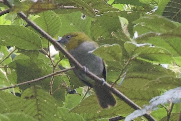 Yellow-throated Chlorospingus - ML643689803