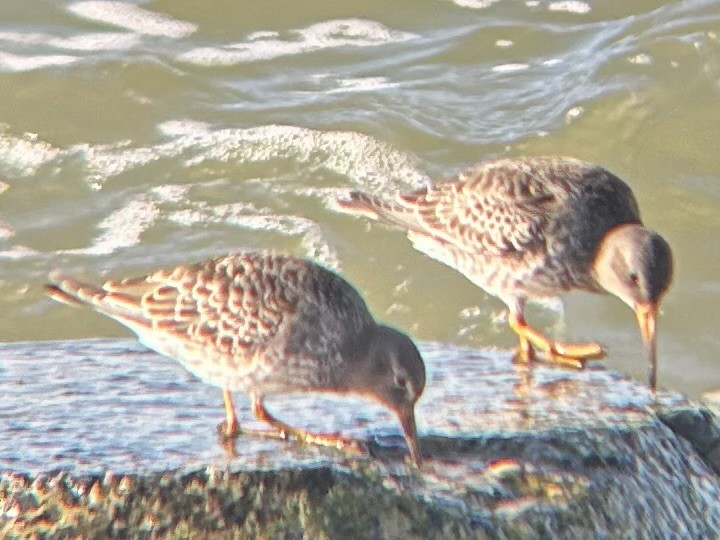Purple Sandpiper - ML643689806