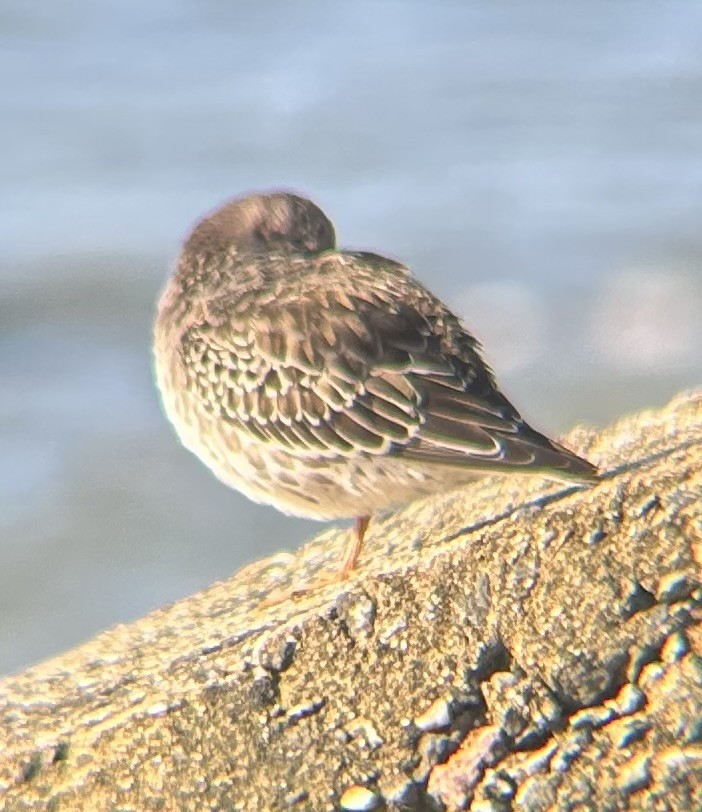 Purple Sandpiper - ML643689807