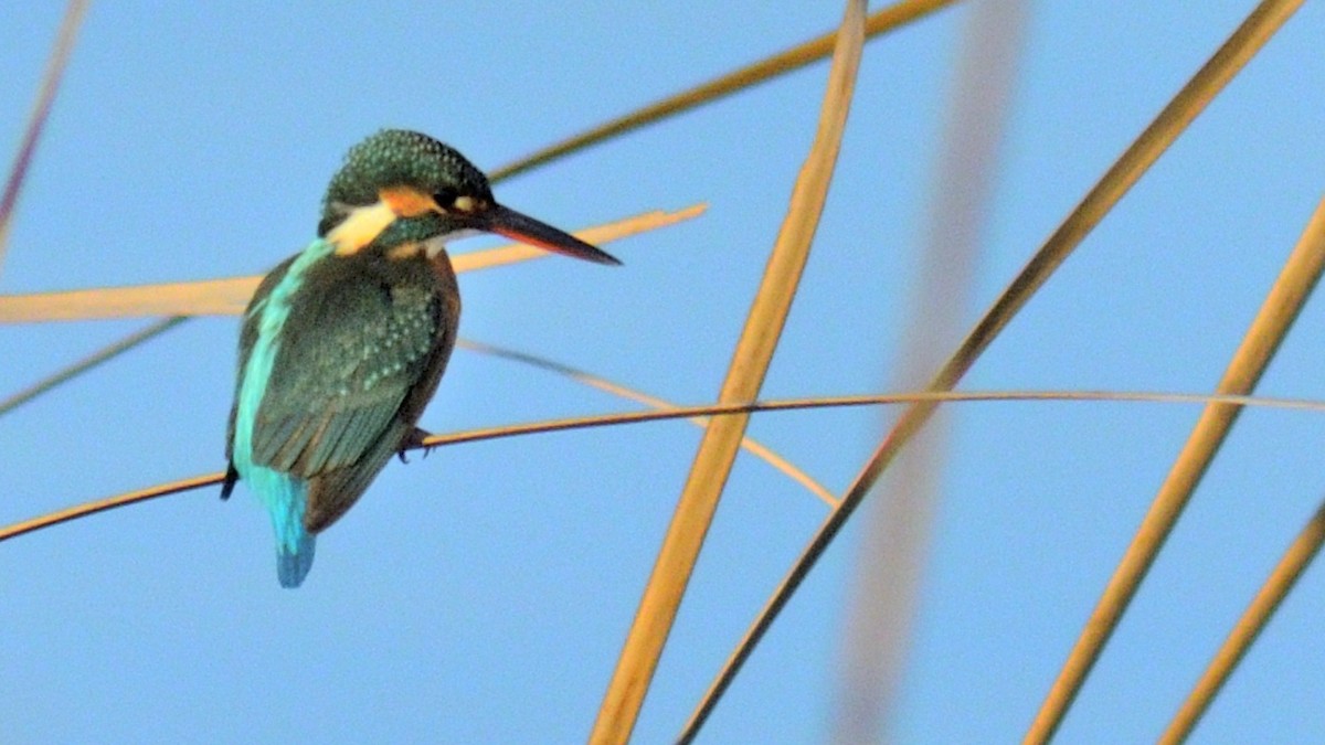 カワセミ - ML643689809