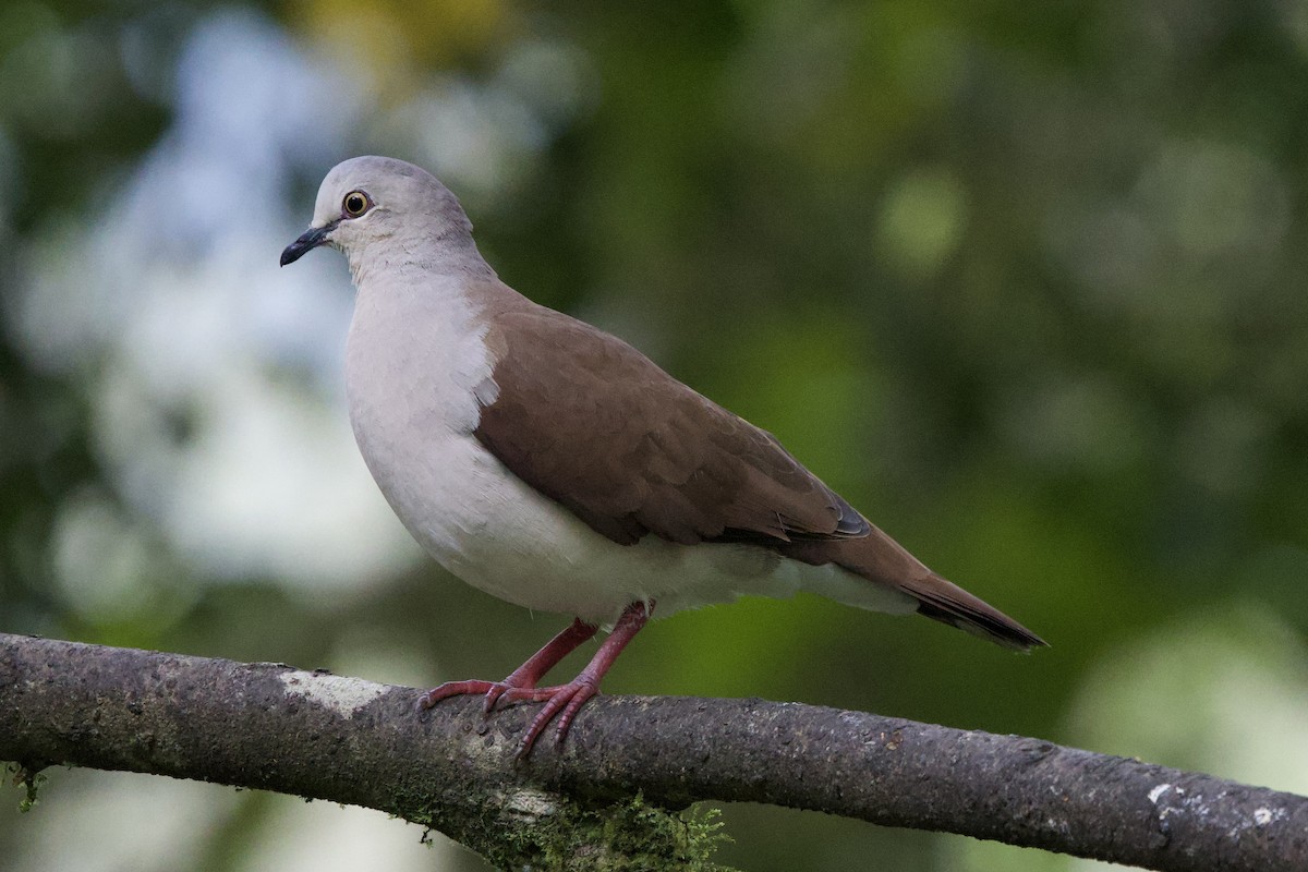 Pallid Dove - ML643689833