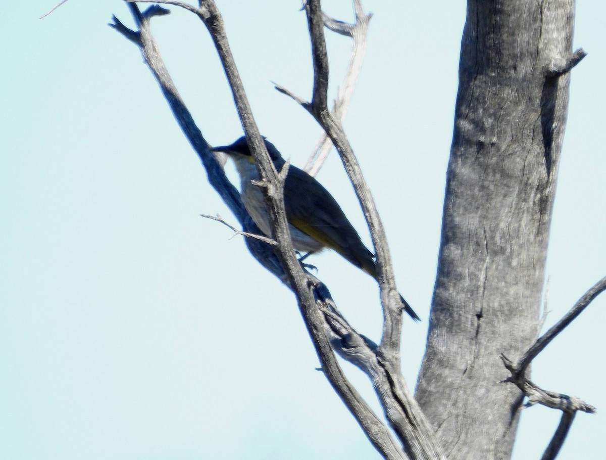 Singing Honeyeater - ML643689844