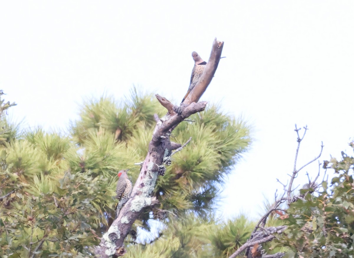 Northern Flicker - ML643689850