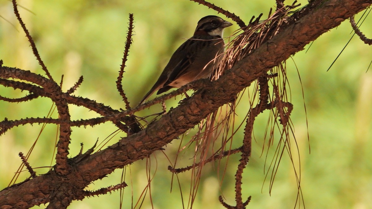 Rufous-collared Sparrow - ML643689855