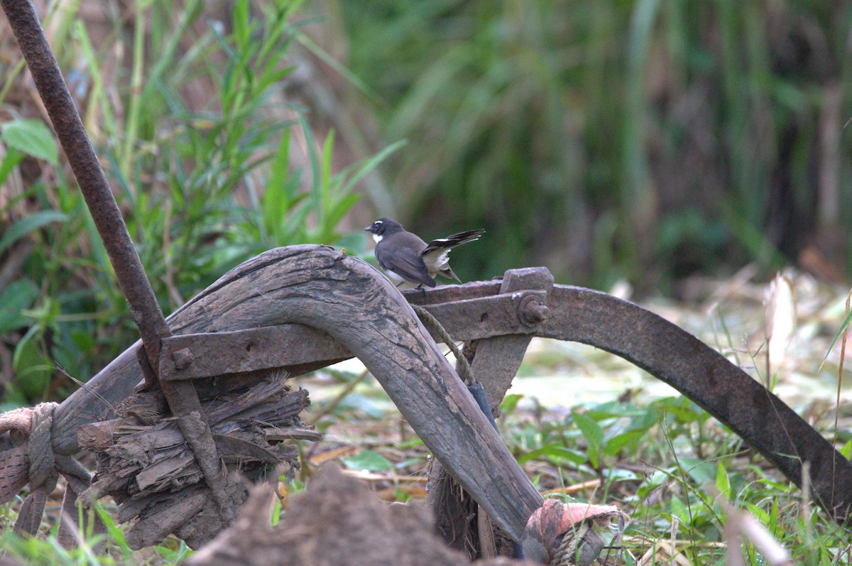 Philippine Pied-Fantail - ML643689879