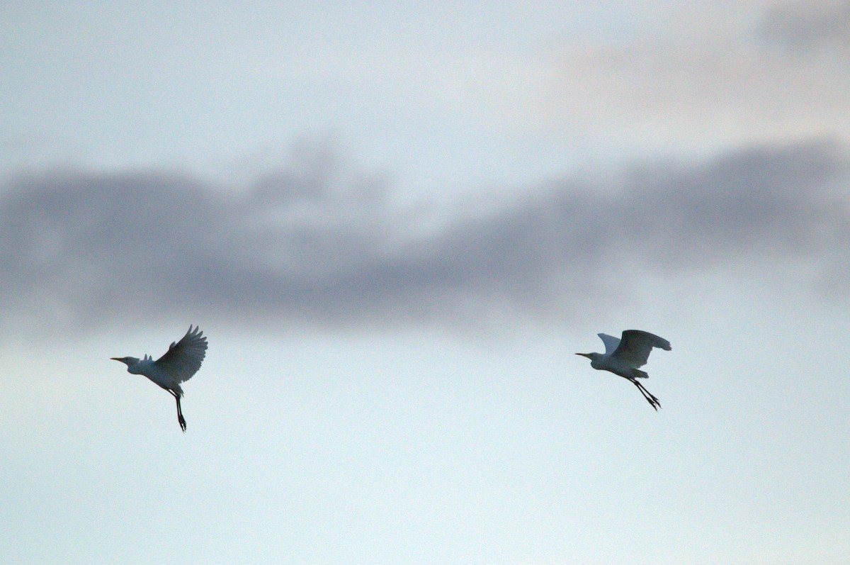 Eastern Cattle-Egret - ML643689881