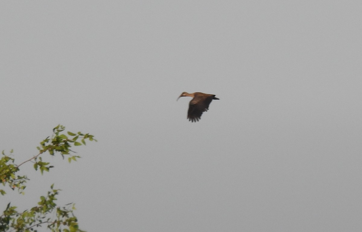 Hadada Ibis - ML643689885